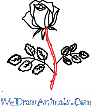 300x350 How To Draw A Rose Flower - Rose Flower Drawing Images