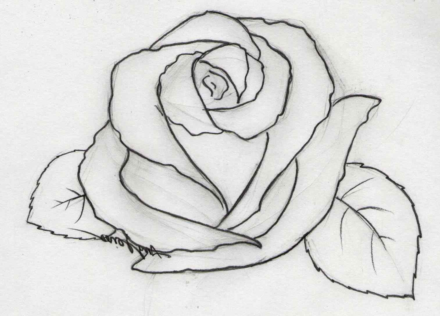 34 Pencil Art Drawing Rose Images   Rose Flower Drawing Images 19 