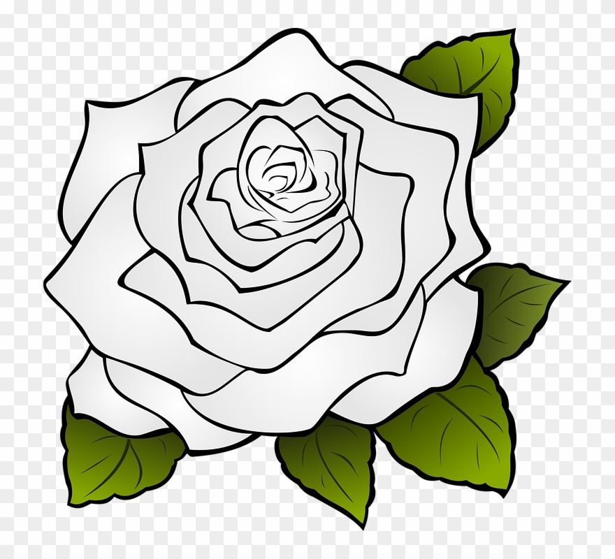 880x800 Rose Flower Drawing Buy Clip Art - Rose Flower Drawing Images