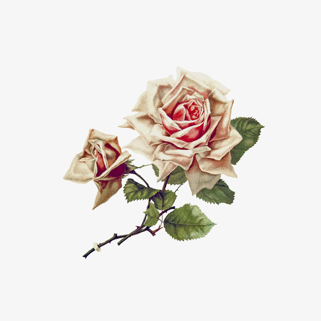 626x626 Rose Flower Drawing Vector Free Download - Rose Flower Drawing Images