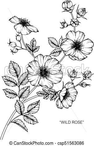 304x470 Wild Rose Flower Drawing And Sketch With Black And White Line Art - Rose Flower Drawing Images