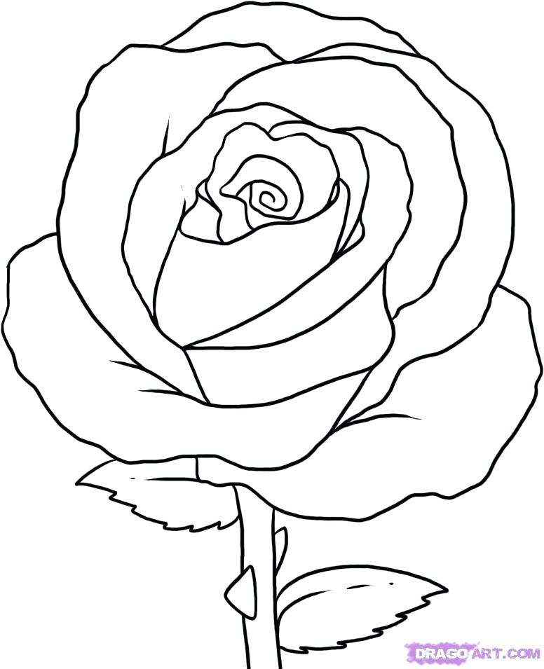 776x955 Rose Drawing Outline Simple Rose Drawing Step - Rose Flower Drawing Step By Step