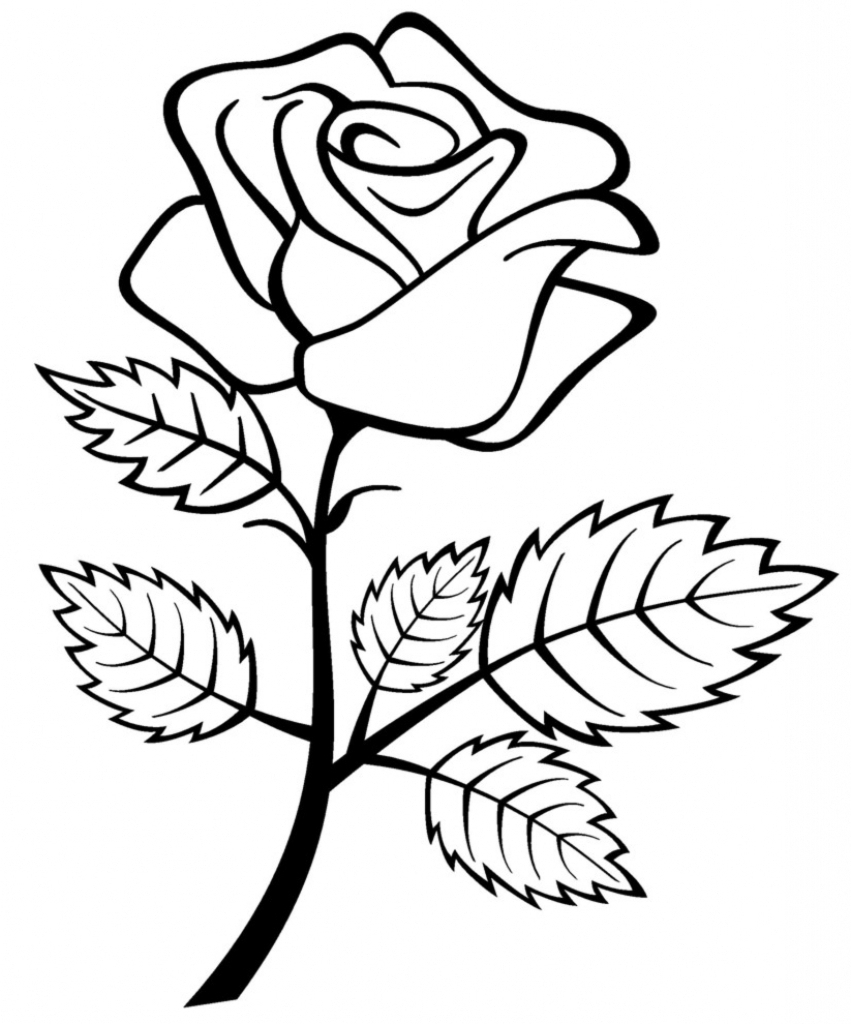 851x1024 Rose Flower Drawing Image - Rose Flower Line Drawing