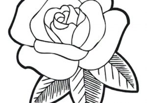 300x210 Rose Flower Sketch Images - Rose Flower Line Drawing