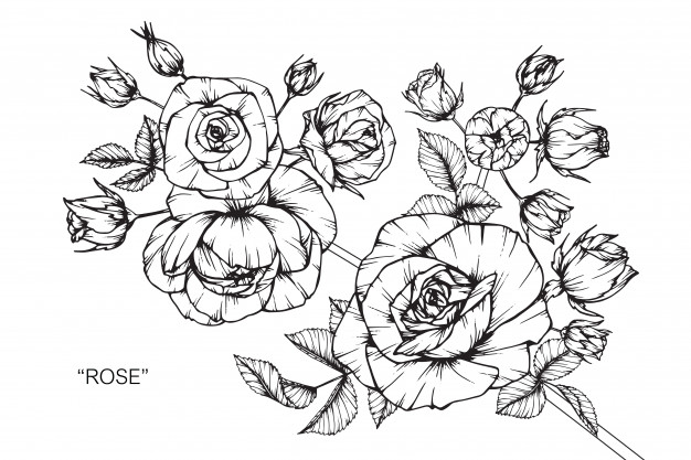 626x417 Rose Flower Vector Line Drawing Vectors, Photos - Rose Flower Line Drawing