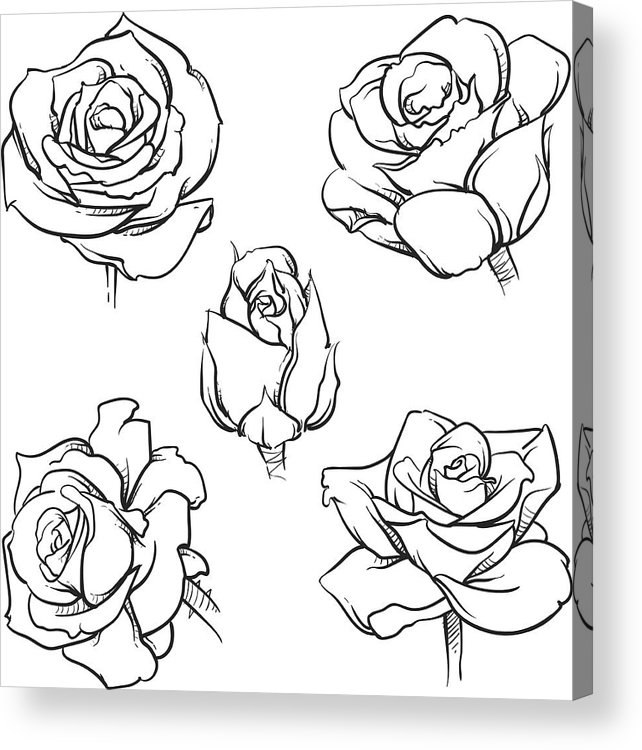 642x750 Rose Flowers Outline Vector Set Hand Drawn Flower Isolated Vector - Rose Flower Line Drawing