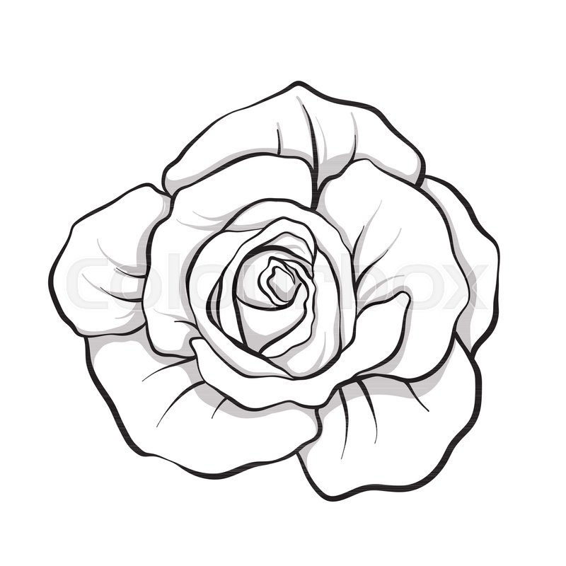 800x800 Rose Flower Isolated Outline Hand Stock Vector Colourbox - Rose Flower Line Drawing