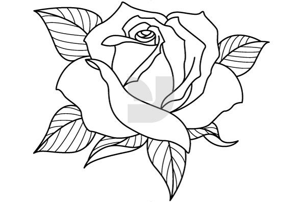 592x396 roses crafty art, wreath drawing, drawings - Rose Flower Line Drawing