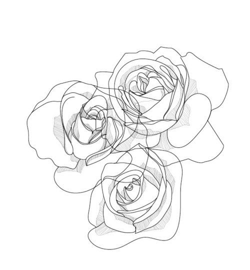 500x540 Line Drawing - Rose Flower Line Drawing