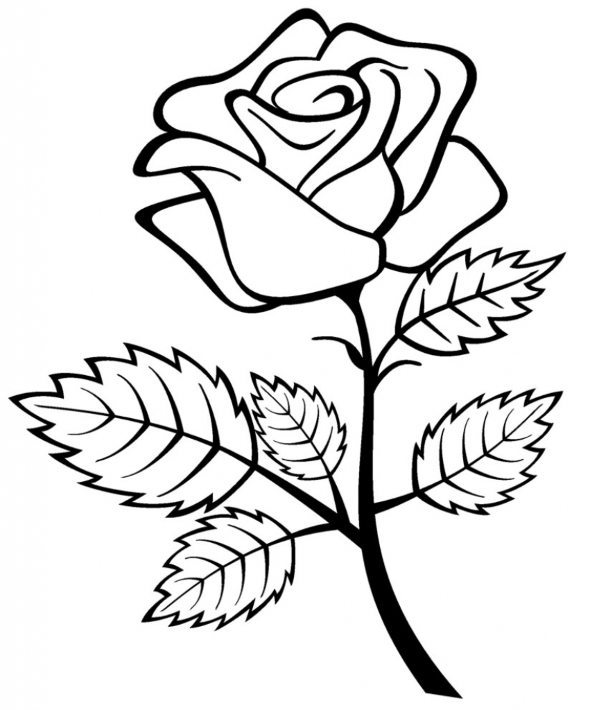 851x1024 Collection Of 'rose Flower Drawing' Download More Than Images - Rose Flower Line Drawing