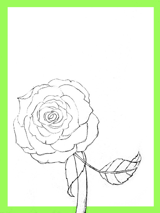518x690 How To Draw Roses - Rose Flower Line Drawing