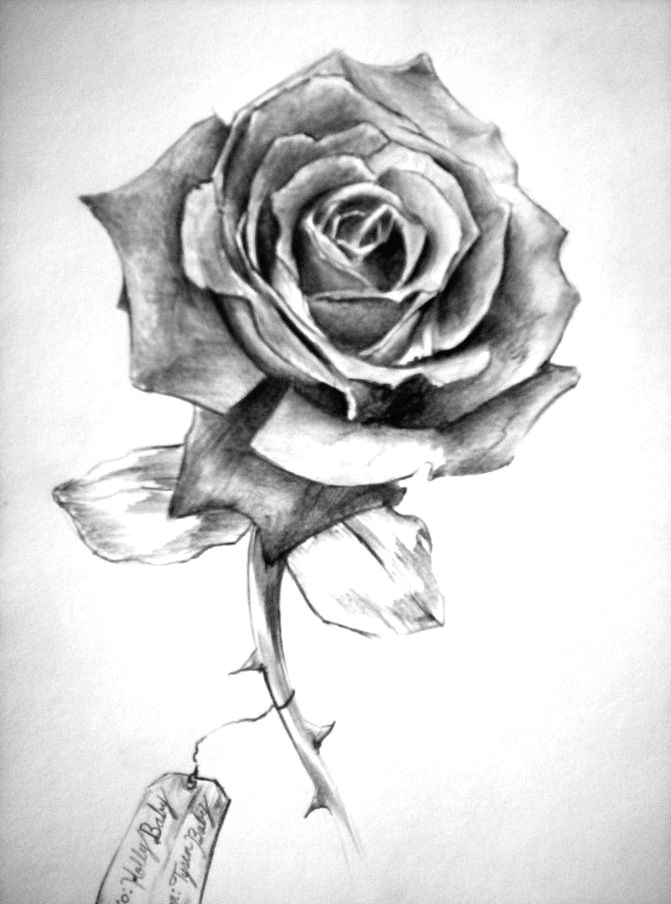671x904 Hand Drawing Rose Flowers Pencil Drawing Rose With Shading This - Rose Flower Pencil Drawing