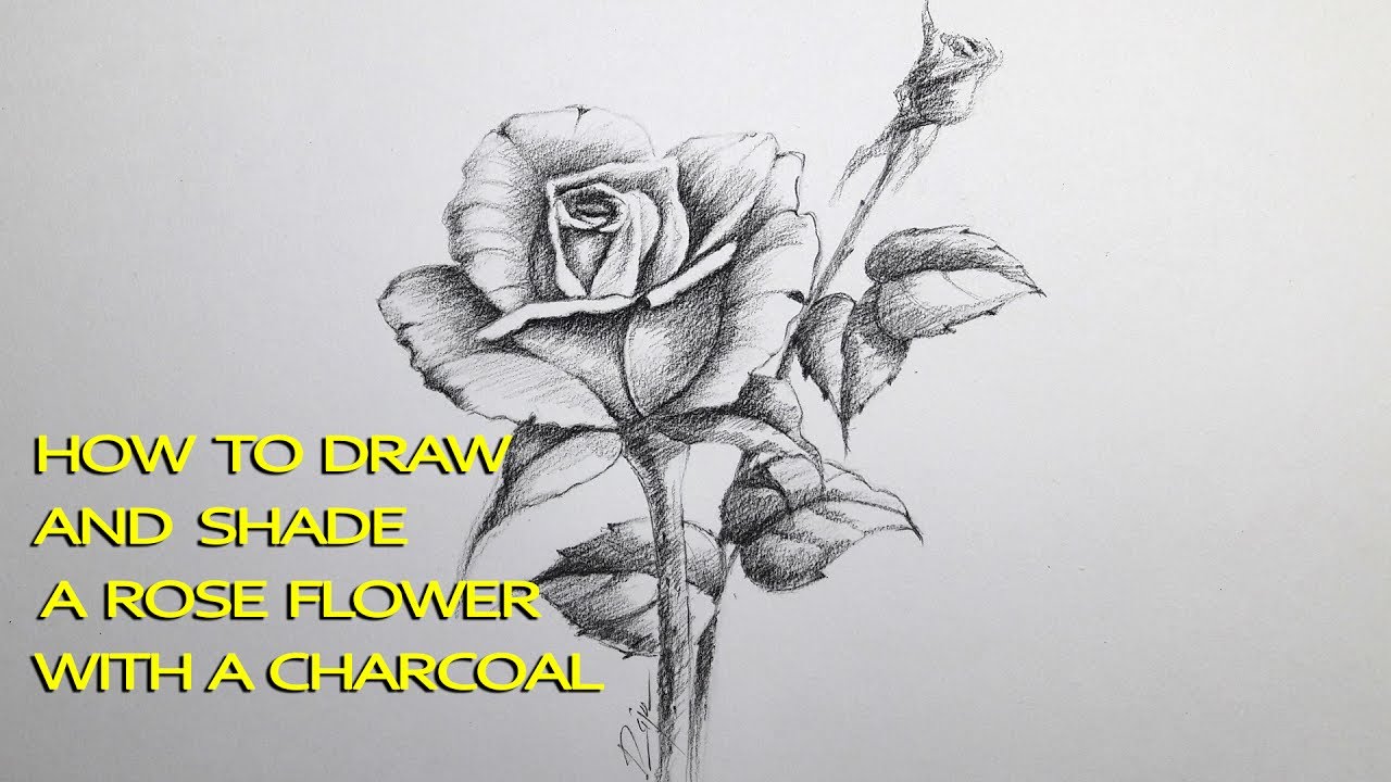 1280x720 how to draw and shade a rose flower with charcoal pencil easy - Rose Flower Pencil Drawing