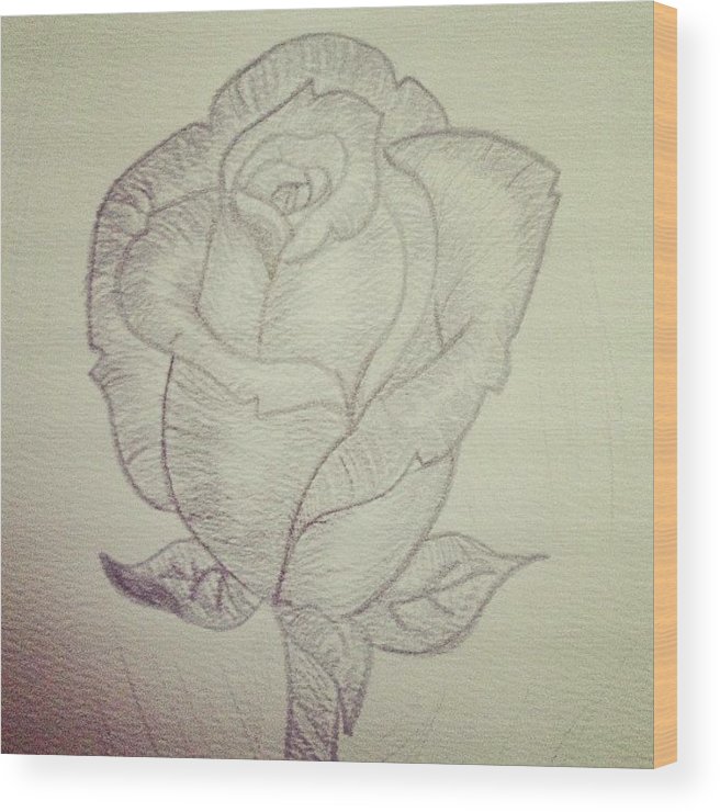 656x740 My Rose - Rose Flower Pencil Drawing