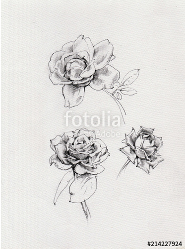 373x500 Pencil Drawing Background Floral Pattern Handmade Beautiful - Rose Flower Pencil Drawing