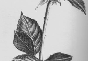300x210 rose flower pencil art pencil sketch drawing of roses pencil art - Rose Flower Pencil Drawing