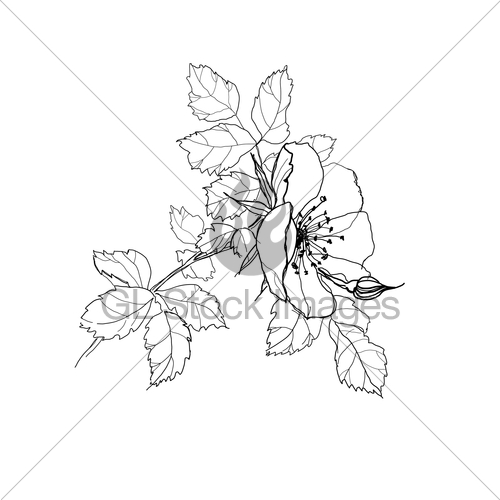 500x500 Rose Flower Pencil Drawing Gl Stock Images - Rose Flower Pencil Drawing