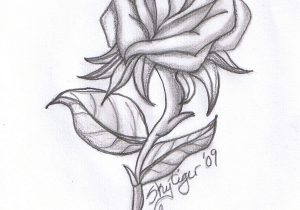 300x210 rose flower pencil drawings rose flower pencil drawing rose flower - Rose Flower Pencil Drawing