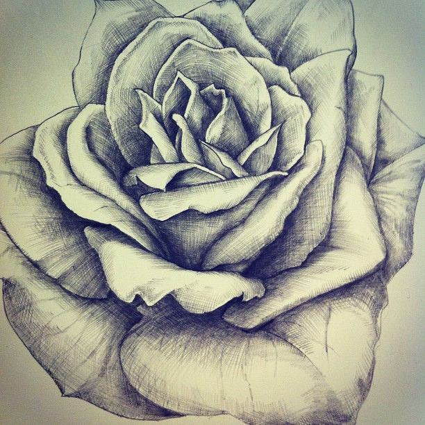 Rose Flower Pencil Drawing at PaintingValley.com | Explore collection ...