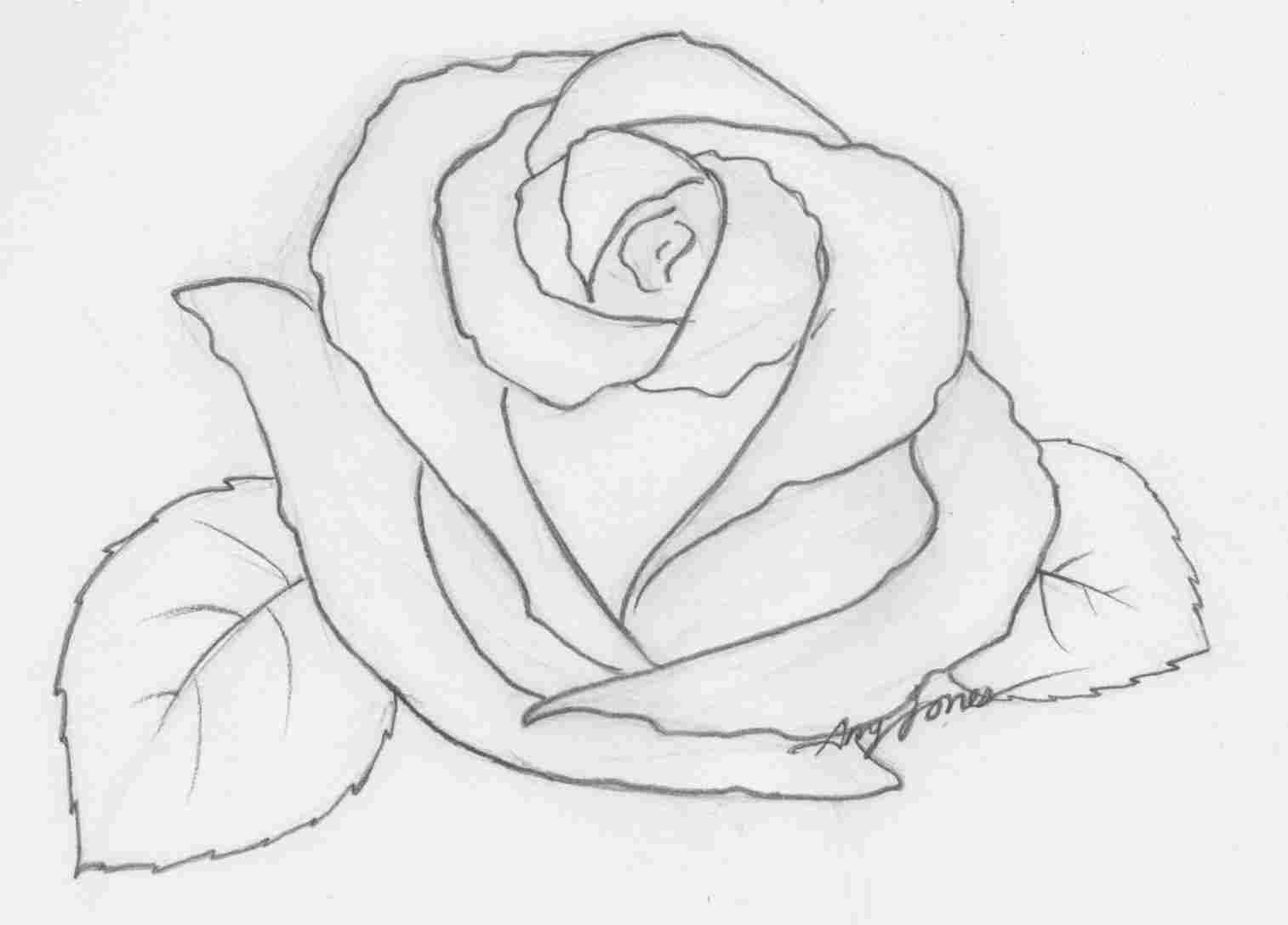 1514x1087 Angel Rose Flower Pencil Drawing Picture Drawing Of Pencil - Rose Flower Pencil Drawing