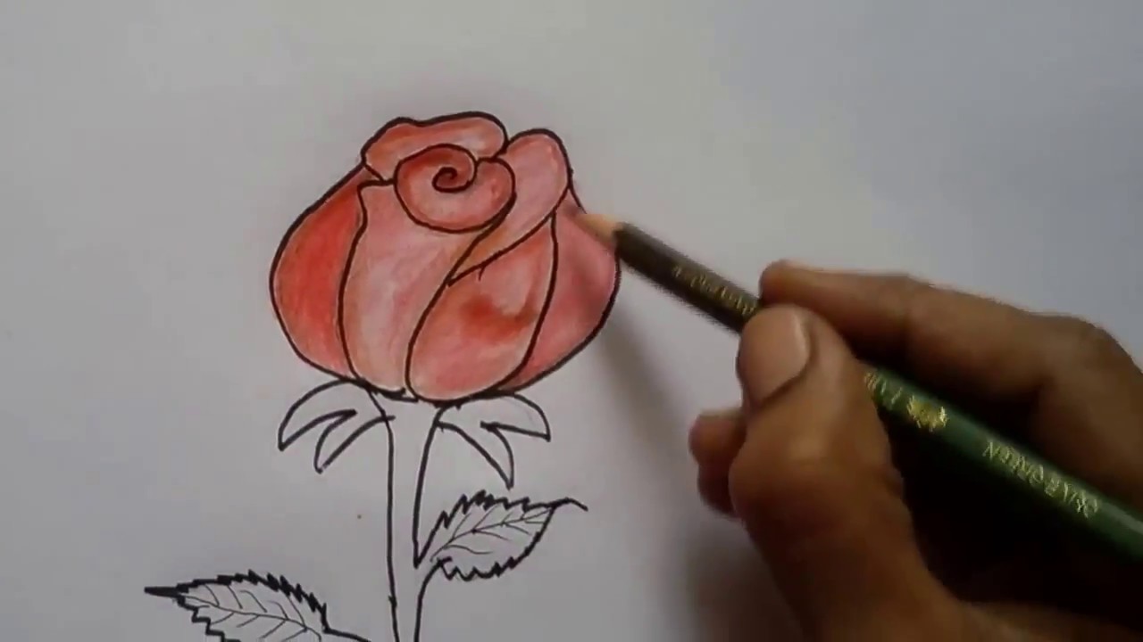 1280x720 how to draw a rose flower easy drawing of rose colour pencil - Rose Flower Pencil Drawing