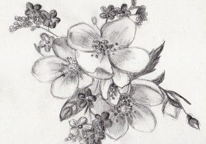 Rose Flower Pencil Drawing At Paintingvalley Com Explore