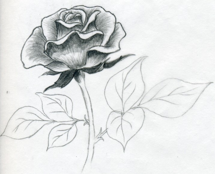 716x580 draw a rose quickly, simply and easily - Rose Flower Pencil Drawing