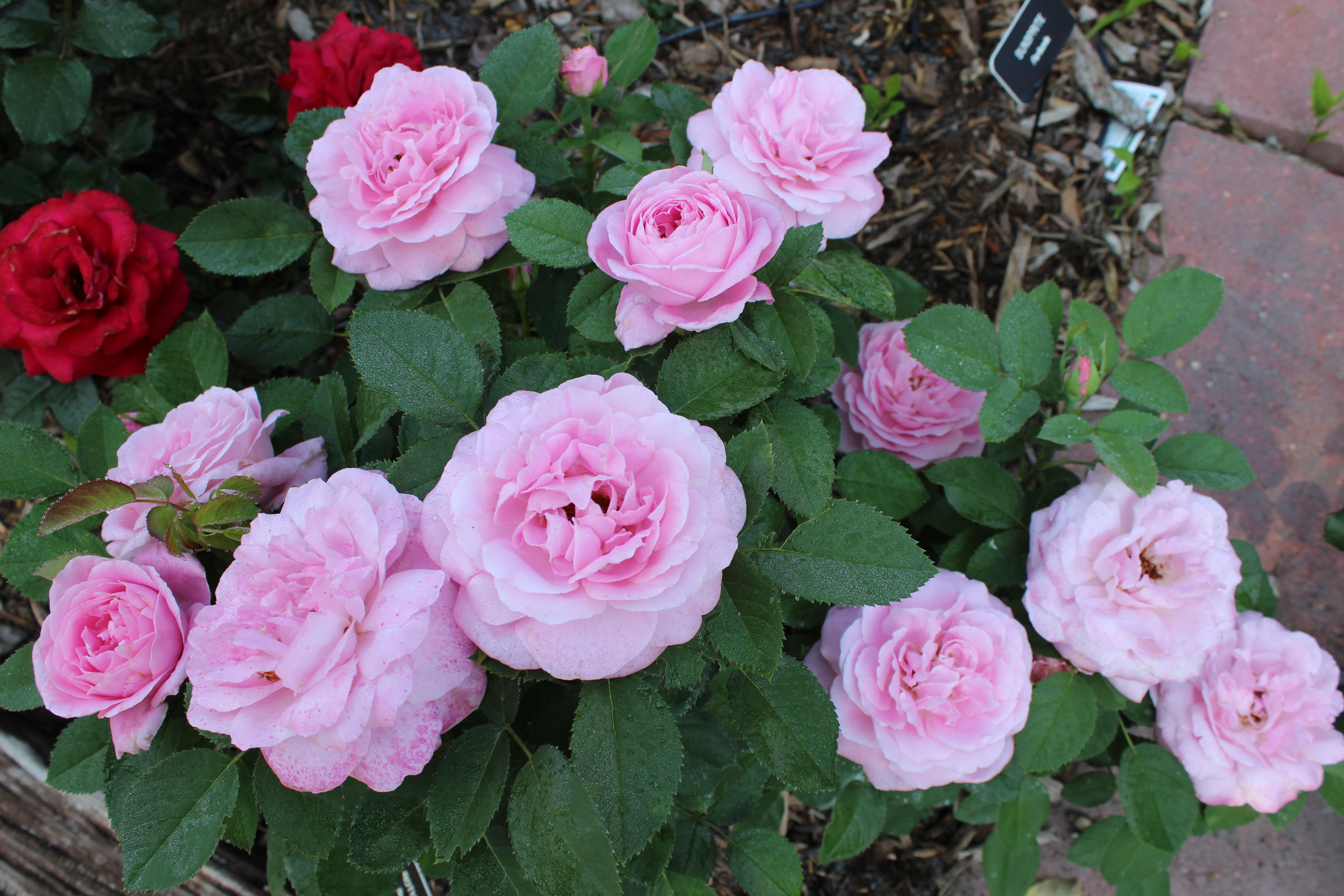 5184x3456 Jackson Perkins Winner Creates A Memory Mother's Day Rose Garden - Rose Garden Drawing