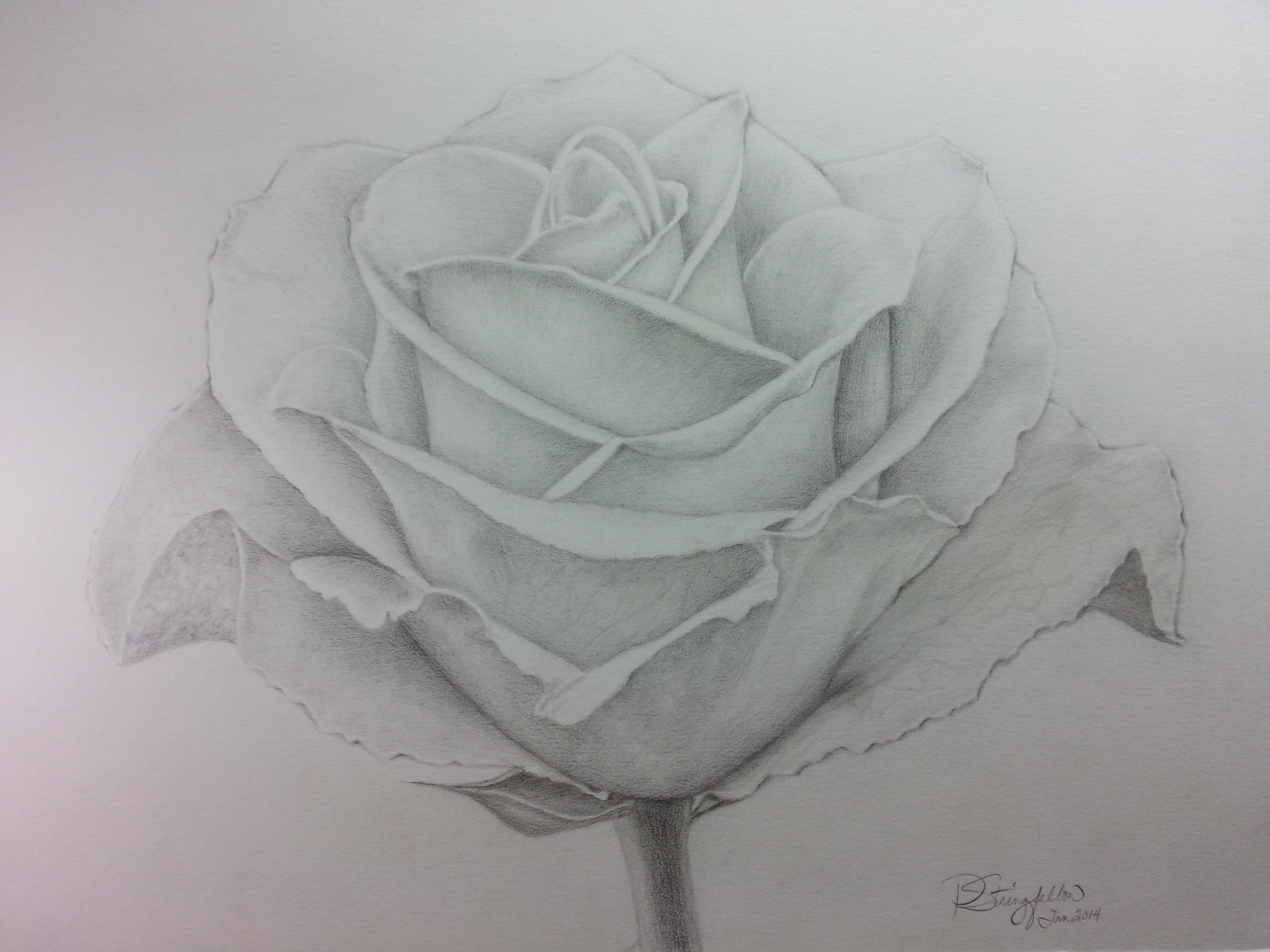 3264x2448 M'lady Wanted A Rose Garden Peggy Stringfellow Studio - Rose Garden Drawing
