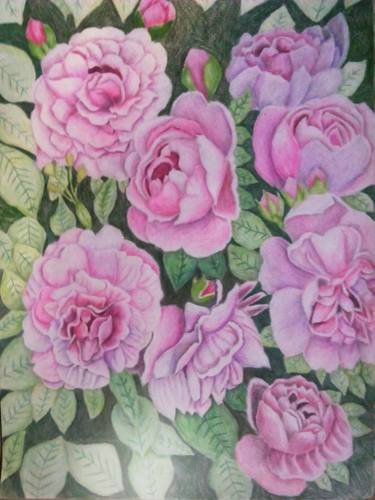 375x500 Purple Rose Garden Drawing - Rose Garden Drawing