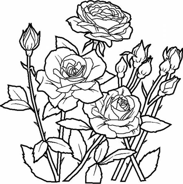 600x604 Rose Drawing Tree For Free Download - Rose Garden Drawing