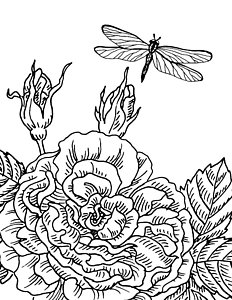 232x300 Rose Garden Drawings Fine Art America - Rose Garden Drawing