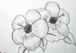 300x210 Draw Flowers Rose - Rose Head Drawing
