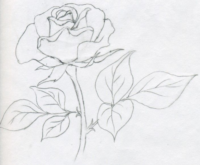 Rose Head Drawing at Explore collection of Rose