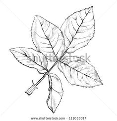Rose Leaf Drawing