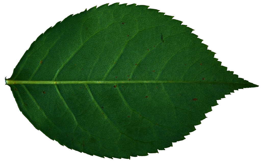 1024x640 rose leaf drawing rose leaf - Rose Leaf Drawing