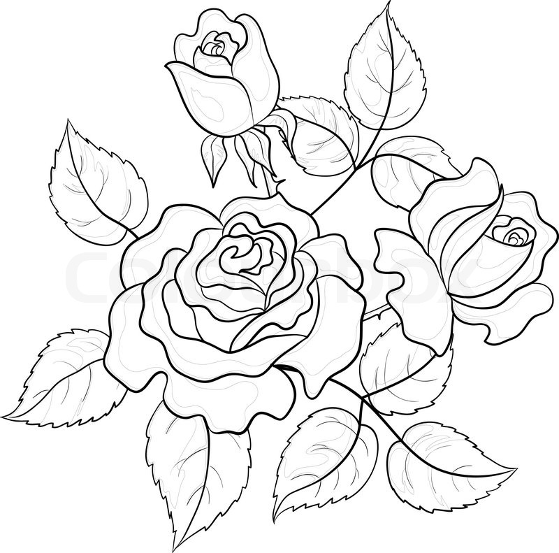 800x791 Rose Outline With Leaves Vector Images - Rose Leaf Drawing