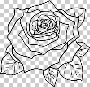 310x300 Page Roses Line Drawing Png Cliparts For Free Download - Rose Line Drawing