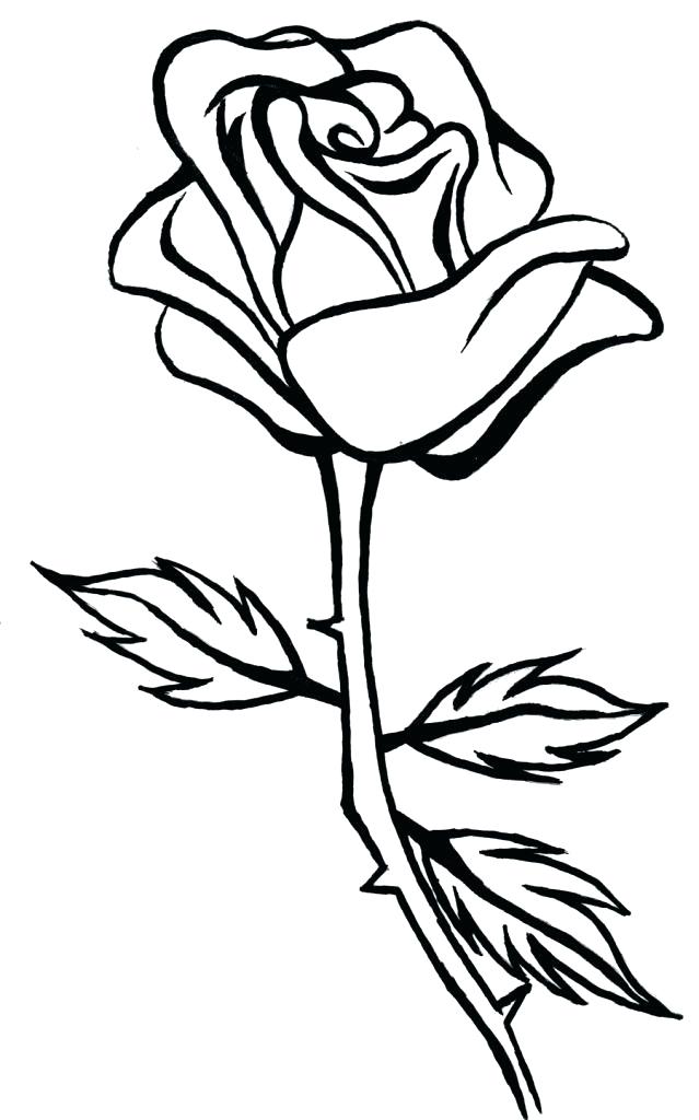 Rose Line Drawing At Paintingvalley Com Explore Collection Of