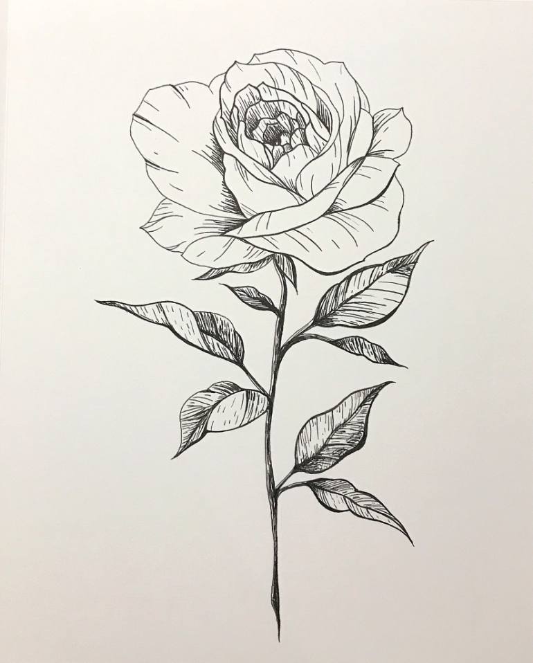 Rose Line Drawing at PaintingValley.com | Explore collection of Rose