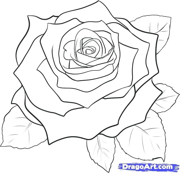 Rose Line Drawing at PaintingValley.com | Explore collection of Rose ...