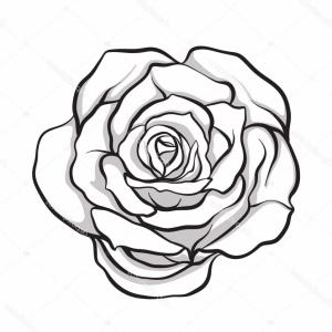 300x300 sketch line drawing of rose vector arenawp - Rose Line Drawing