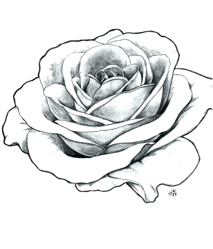 Easy Realistic Easy Rose Drawing Outline - img-wimg