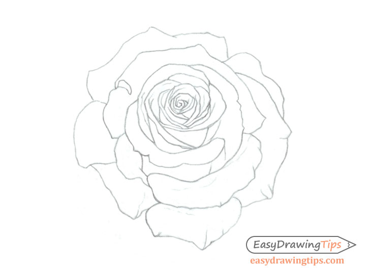 728x540 How To Draw A Rose Step - Rose Outline Drawing