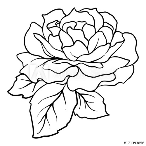500x500 Isolated Rose Outline Drawing Stock Vector Illustration - Rose Outline Drawing
