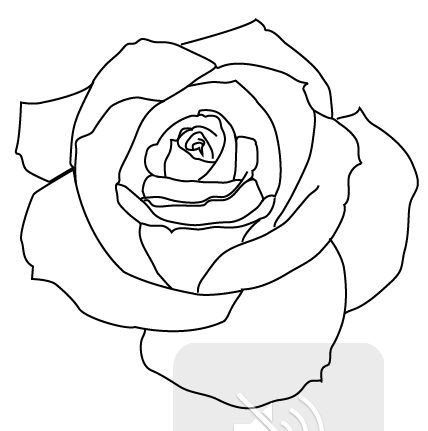 428x431 Ink Rose Outline Tattoo, Tattoo Outline - Rose Outline Drawing