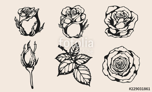 500x302 Set Of Rose Vector - Rose Pattern Drawing
