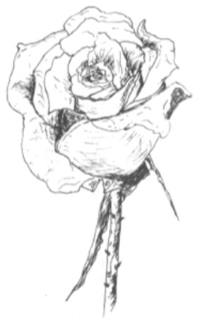 283x456 Colour In Or Draw Baskets Of God's Flowers - Rose Pen Drawing