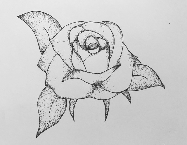 640x496 Rose Pen And Ink Drawing Stock Photo - Rose Pen Drawing