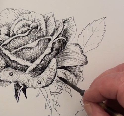 500x467 How To Draw A Rose In Pen And Ink Online Art Lessons - Rose Pen Drawing